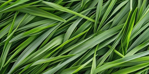 This lush green grass lawn features a rich texture and vibrant colors creating an appealing background with ample copy space for design projects