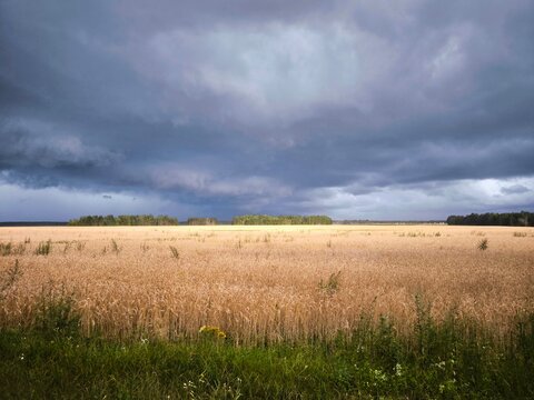 A stormy sky over a golden wheat field. Summer scenery with farm fields under dramatic rainy clouds. Thunderclouds over a wheat field