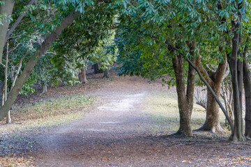 緑に包まれた小道（大泉緑地）
