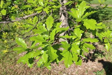 Swamp White Oak tree leaves, Colorado