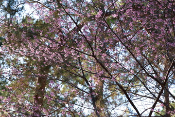 Pink cherry blossoms in altona cemetery flowers in full bloom against bright blue sky. Wild Himalayan cherry or sour cherry blooms. Small yellow bird with white eyelids sits on 