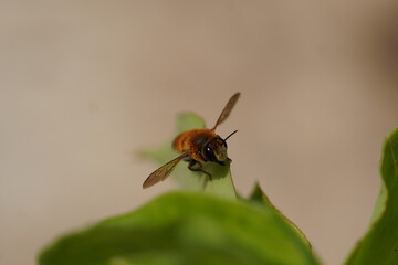 Front view of a honey bee with its wings stretched resting on a leaf