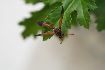 Top view of a red delta potter wasp sitting on a leaf with 
