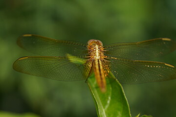 Still of a dragonfly sitting on a leaf with it's wings open and shining with sunlight