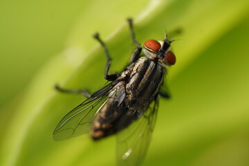 Close up of a flesh fly with compound eyes sitting on a leaf
