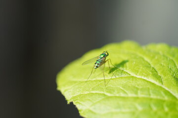 Close-up of a colourful long-legged fly sitting on a leaf with shining body and eyes