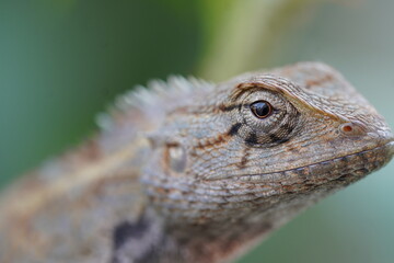 Close up of a oriental garden lizard with scleral ring visible in eye