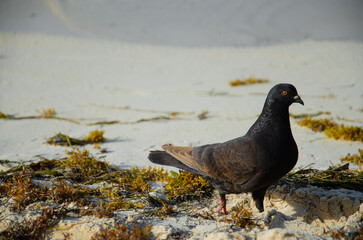 A dark pigeon stands on the sandy beach, with the ocean or lighter sand in the background.