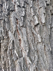 tree bark close up, macro photography, old gray tree, trunk, backgrounds, wallpaper patterns on the gray brown bark of a forest tree