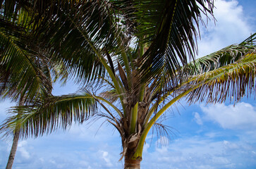 Fototapeta premium Close-up of a vibrant palm tree with its fronds reaching towards a partly cloudy blue sky. Nature and summer vibes.