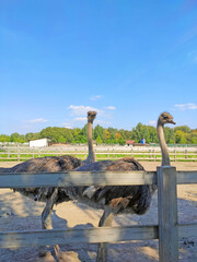 two large emu ostriches with their heads raised in a pen in a zoo behind a fence big birds animals ostrich head
