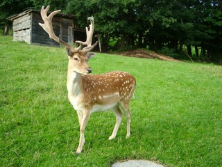 brown deer with antlers on a green meadow
