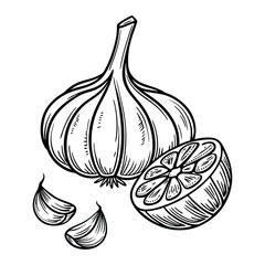 Realistic Garlic vegetable speice doodle herbal botanical line art vector silhouette design