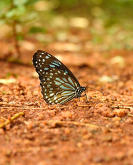 Close-up of a blue tiger butterfly resting on reddish-brown ground. 