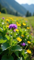 Obraz premium Purple and yellow flowers blooming amidst the foliage of a potato plant in a sunlit dolomite field, wheat fields, dolomites, flowering plants