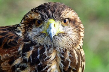 close-up of the head of a brown and white eagle