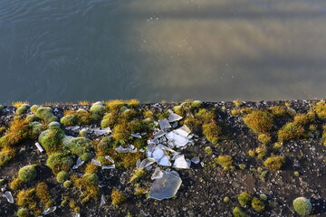 Mousse sur un quai au bord de l'eau