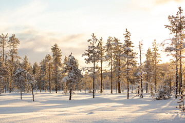 A sunny winter landscape with pine trees 