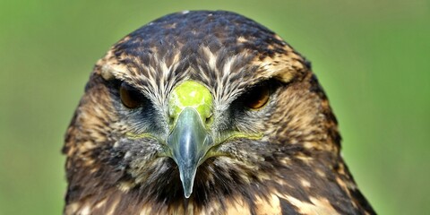 Close-up of the head of a brown and white eagle