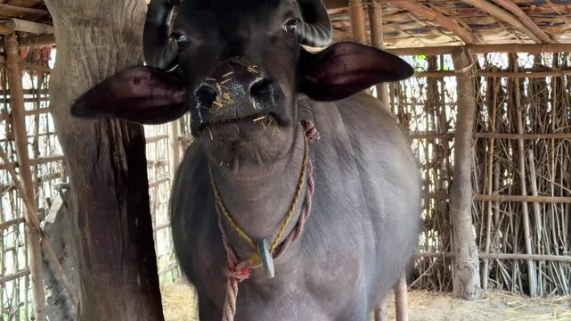 Mediterranea Italiana black buffalo raised on Italian cheese farm for production of buffalo milk used to make buffalo mozzarella, Mozzarella di Bufala Campana of Campania, burrata, caciotta