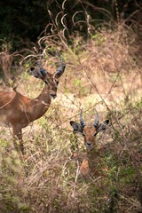 Imapalas im Lake Manyara Nationalpark (Tansania)