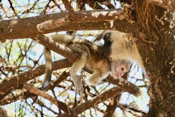 Grünmeerkatze mit Jungtier in dem Baumwipfeln im Lake Manyara Nationalpark (Tansania)