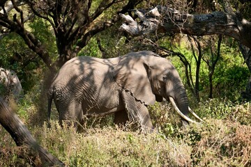 Afrikanischer Elefant im Wald des Lake Manyara Nationalpark zur Goldenen Stunde (Tansania)