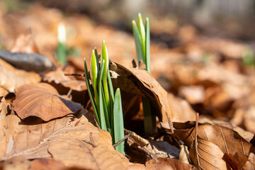 Nadchodzi wiosna - przebiśniegi w zimowej aurze © pinus25