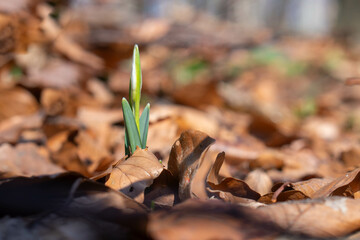 Nadchodzi wiosna - przebiśniegi w zimowej aurze