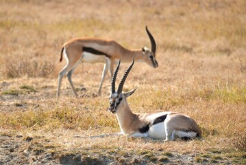Fototapeta premium Thomson-Gazelle Springbock im Ngorongoro-Krater (Tansania)