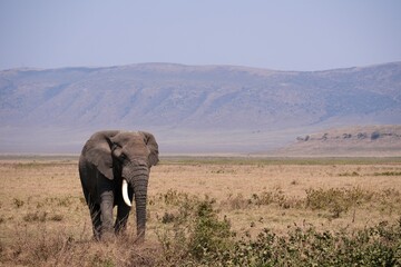 Elefantenbulle im Ngorongoro-Krater (Tansania)