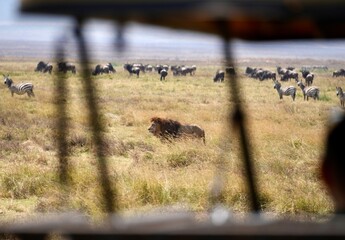 Großer männlicher Löwe im Ngorongoro-Krater (Tansania)