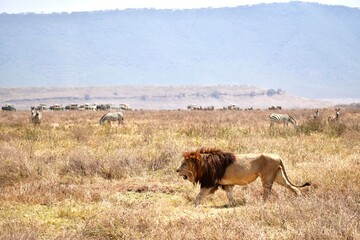 Großer männlicher Löwe im Ngorongoro-Krater (Tansania) © Tobias