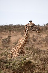 Giraffe im Ngorongoro-Schutzgebiet (Tansania)