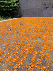 Traditional process dried Kerupuk or shrimp crackers under the sun, home industry concept.