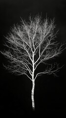Striking White Tree Silhouette Against Dark Background Highlighting Natural Beauty and Simplicity