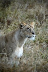 Löwin auf der Pirsch im Profil im Serengeti-Nationalpark (Tansania)