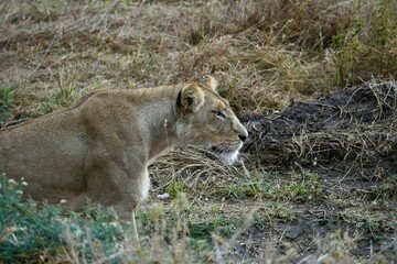 Löwin auf der Pirsch im Profil im Serengeti-Nationalpark (Tansania)