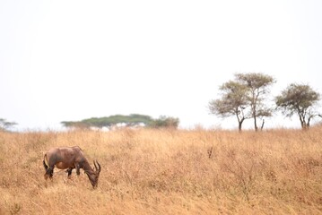 Topi im Serengeti-Nationalpark (Tansania)