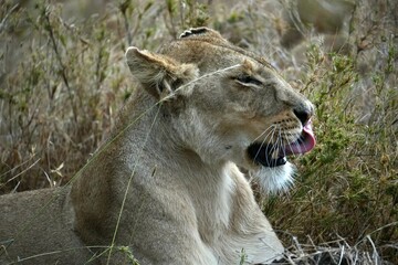 Löwin auf der Pirsch im Profil im Serengeti-Nationalpark (Tansania)
