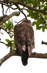 Adler im Serengeti-Nationalpark (Tansania)