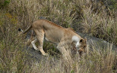 Löwen mit Neugeborenem im Maul im Serengeti-Nationalpark (Tansania)
