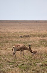 Topi mit Neugeborenem im Serengeti-Nationalpark (Tansania)