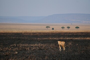 Löwin auf ein brandgerodeten Fläche im Serengeti-Nationalpark (Tansania)
