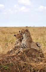 Geparden-Brüder auf einem Termitenhügel im Serengeti-Nationalpark (Tansania)