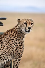 Schwangere Gepardin auf einem Safari-Auto im Serengeti-Nationalpark (Tansania)