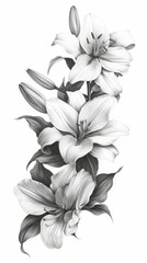 Obraz premium Gray Scale Lilies Grouped Vertically In A Pencil Drawing Style On A White Background