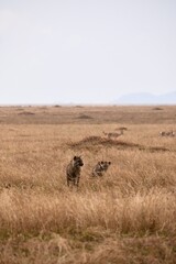 Hyänen im Serengeti-Nationalpark (Tansania)
