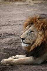 Großer männlicher Löwe im Serengeti-Nationalpark (Tansania)