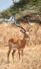 Impala im Serengeti-Nationalpark (Tansania)